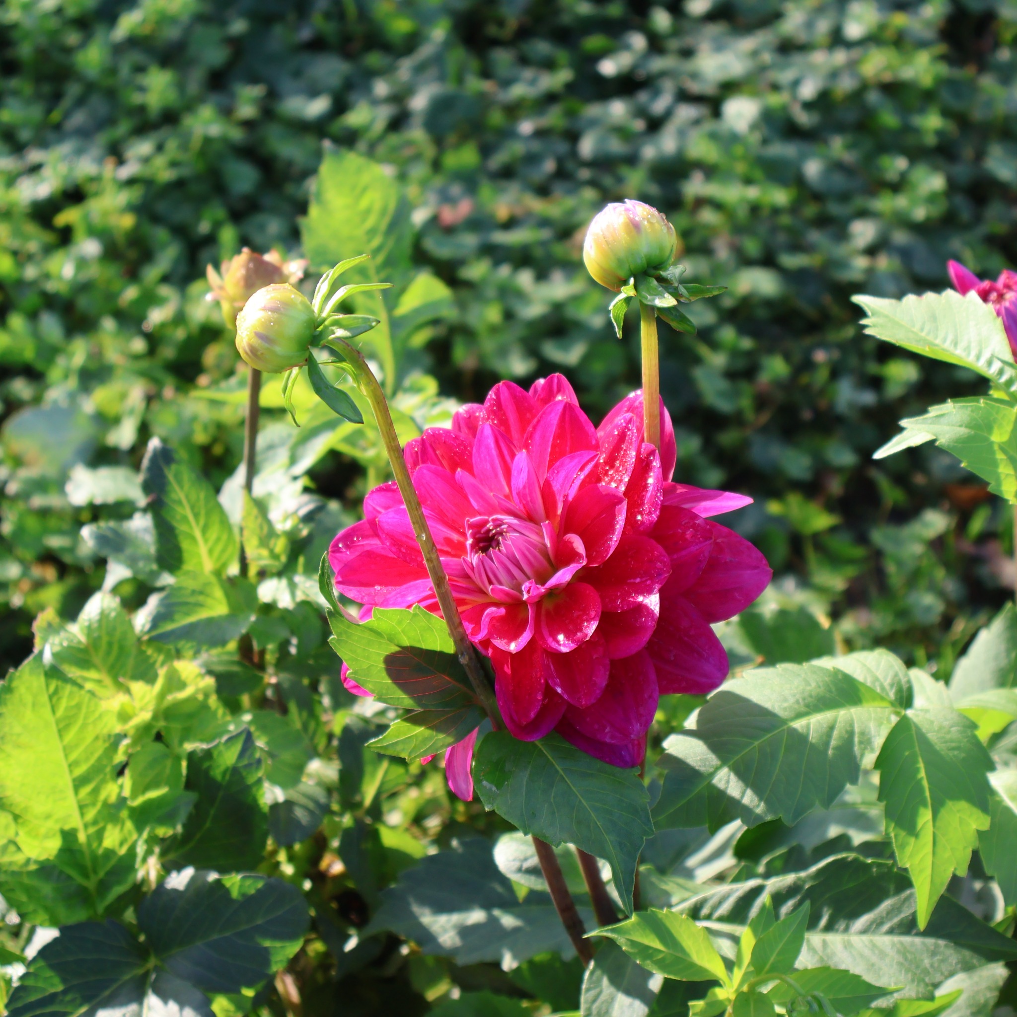Pinkfarbene Dahlie mit Knospen und grünen Blättern im Garten